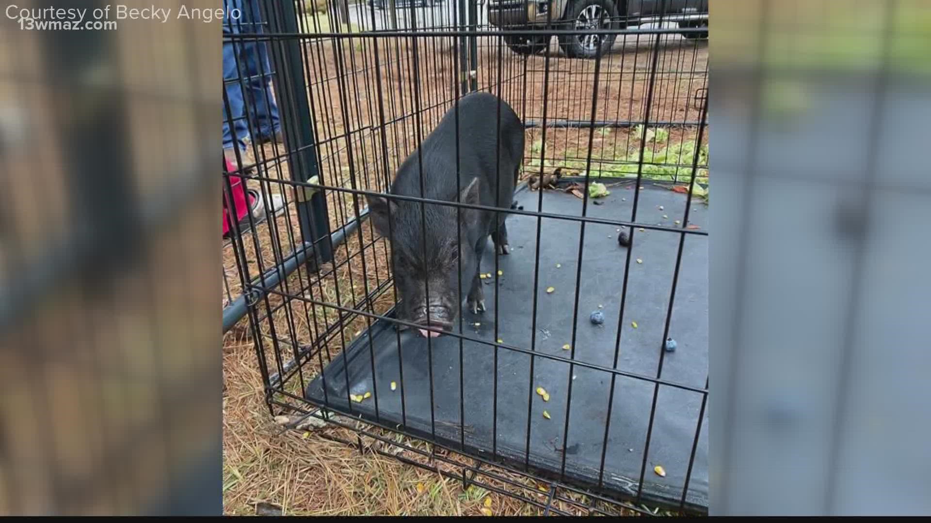 A black pot-belly pig had been wandering around the neighborhood near Ingleside and Pierce avenues for at least two weeks, according to neighbors.