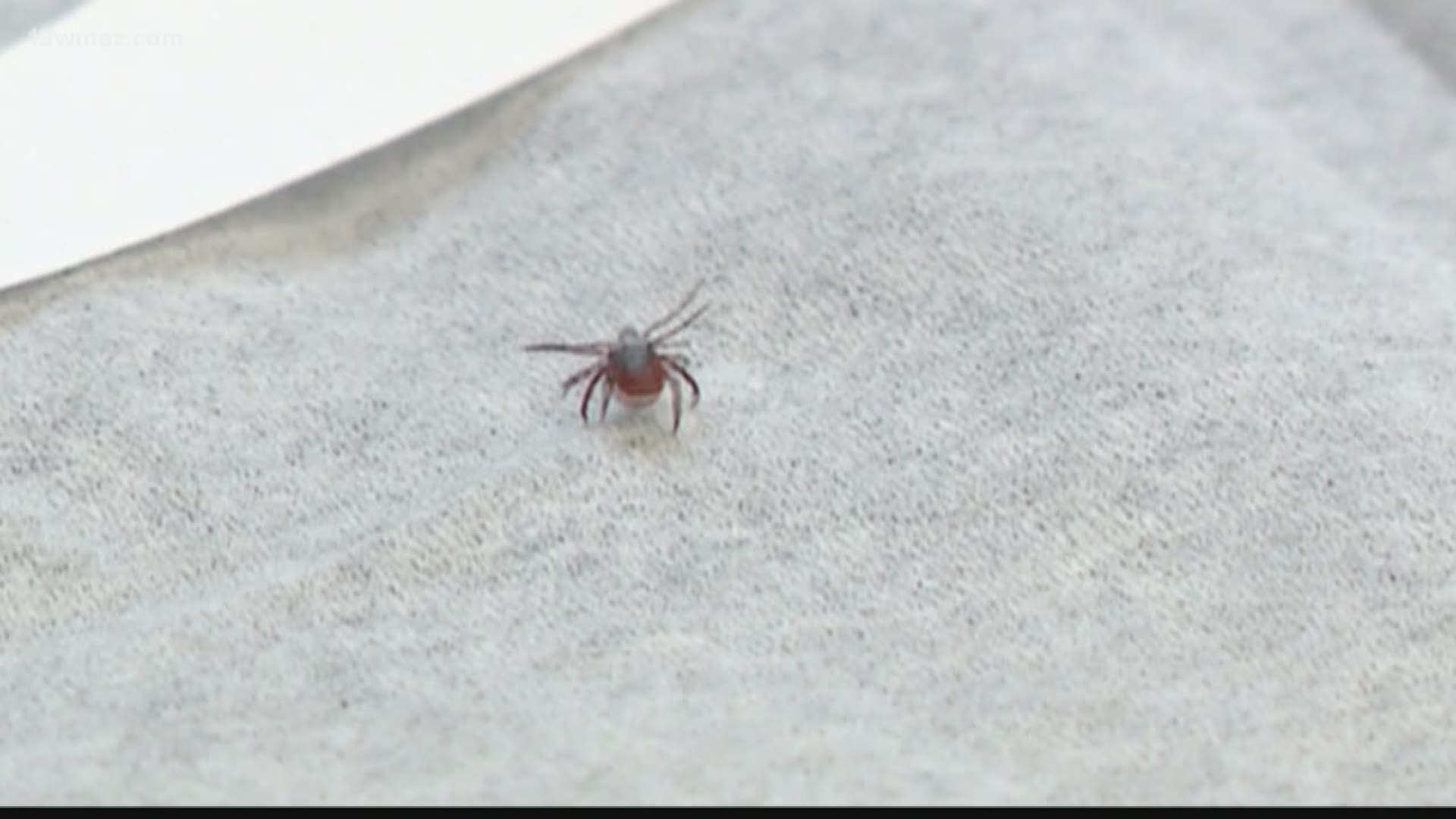 VERIFY: What is the proper way to remove ticks?