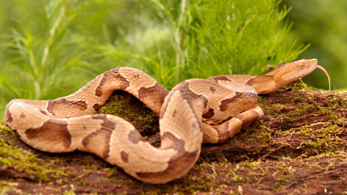 Rare two-headed snake found in Texas yard