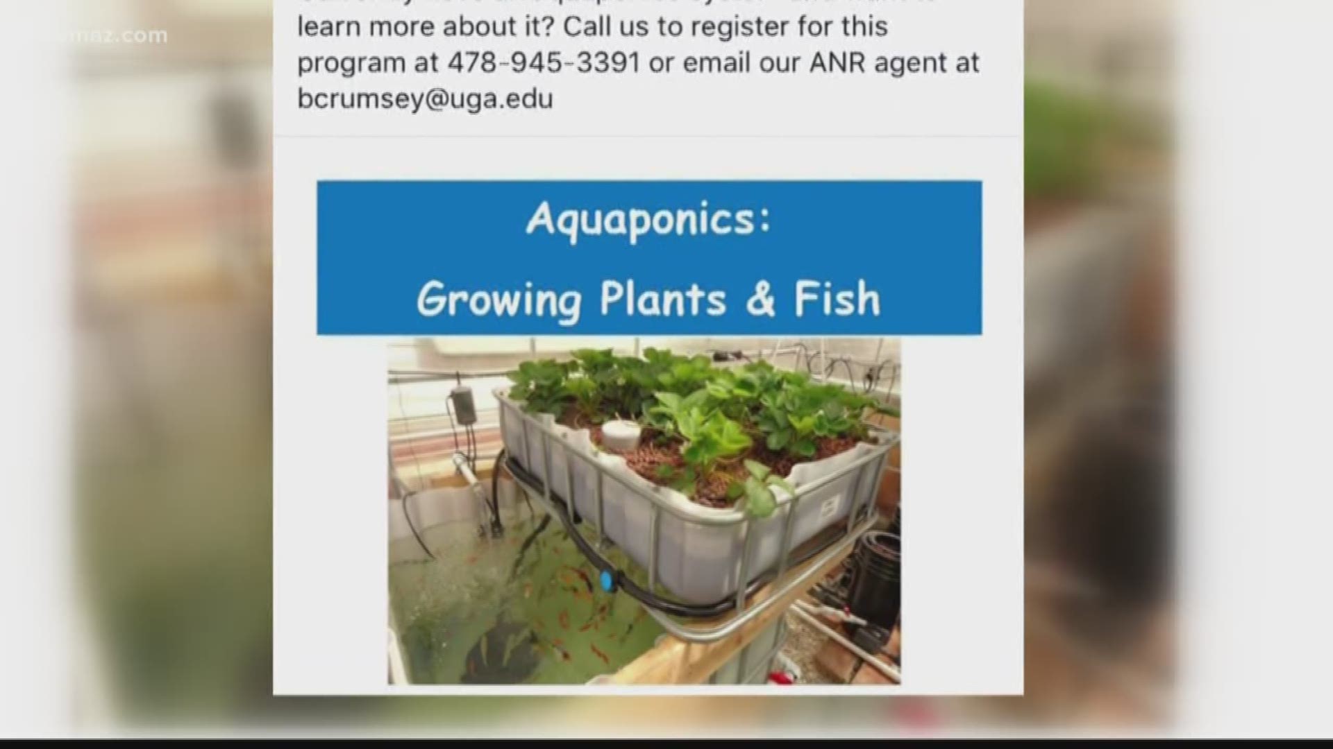 Some Twiggs County families are using a special system to grow fresh food. Aquaponics is a system that involves fish and plants working together so they can grow together.