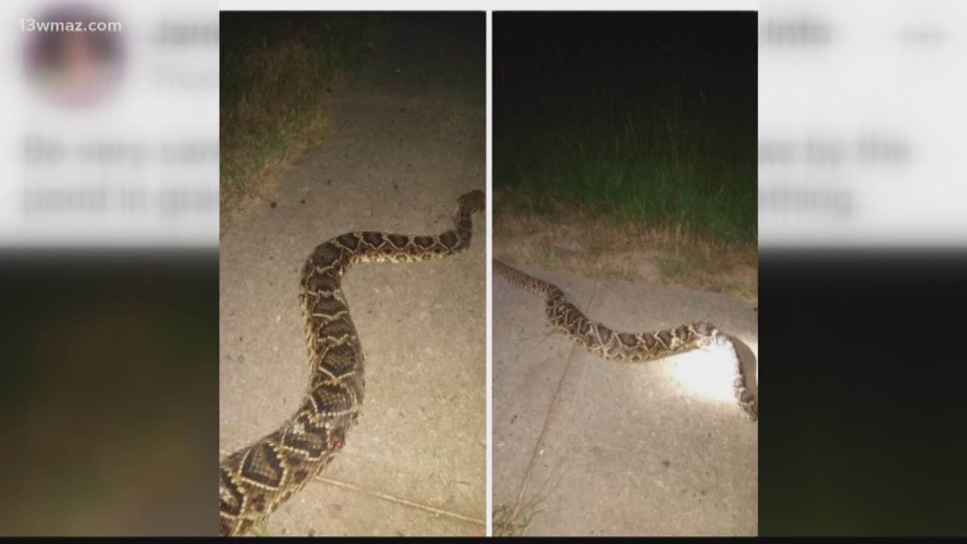 Some Laurens County folks spotted a large rattlesnake. Now, many on social media are worried it could harm their pets. Sabrina Burse spoke to the Department of Natural Resources to find out how dangerous those snakes are.