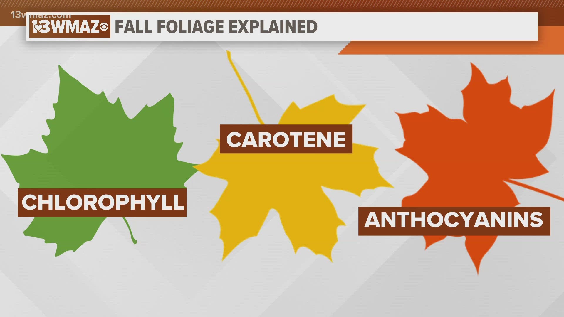 Meteorologist Jordan West breaks down why leaves change different colors during Fall