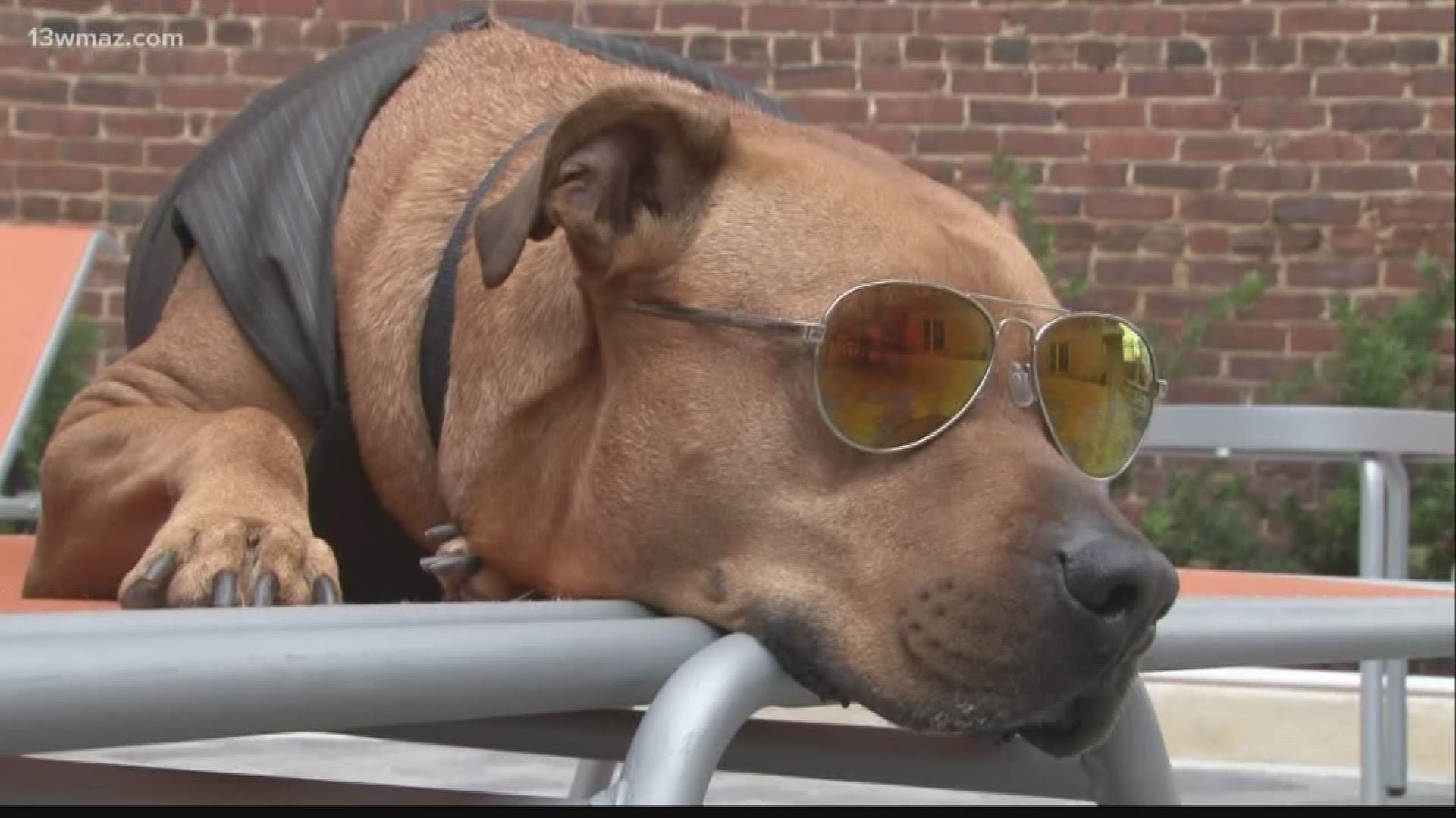 The dog's owner designed the glasses to keep sand out of the dog's eyes back when they lived in Florida. The sunglasses protect from UV light and prevent cataracts.