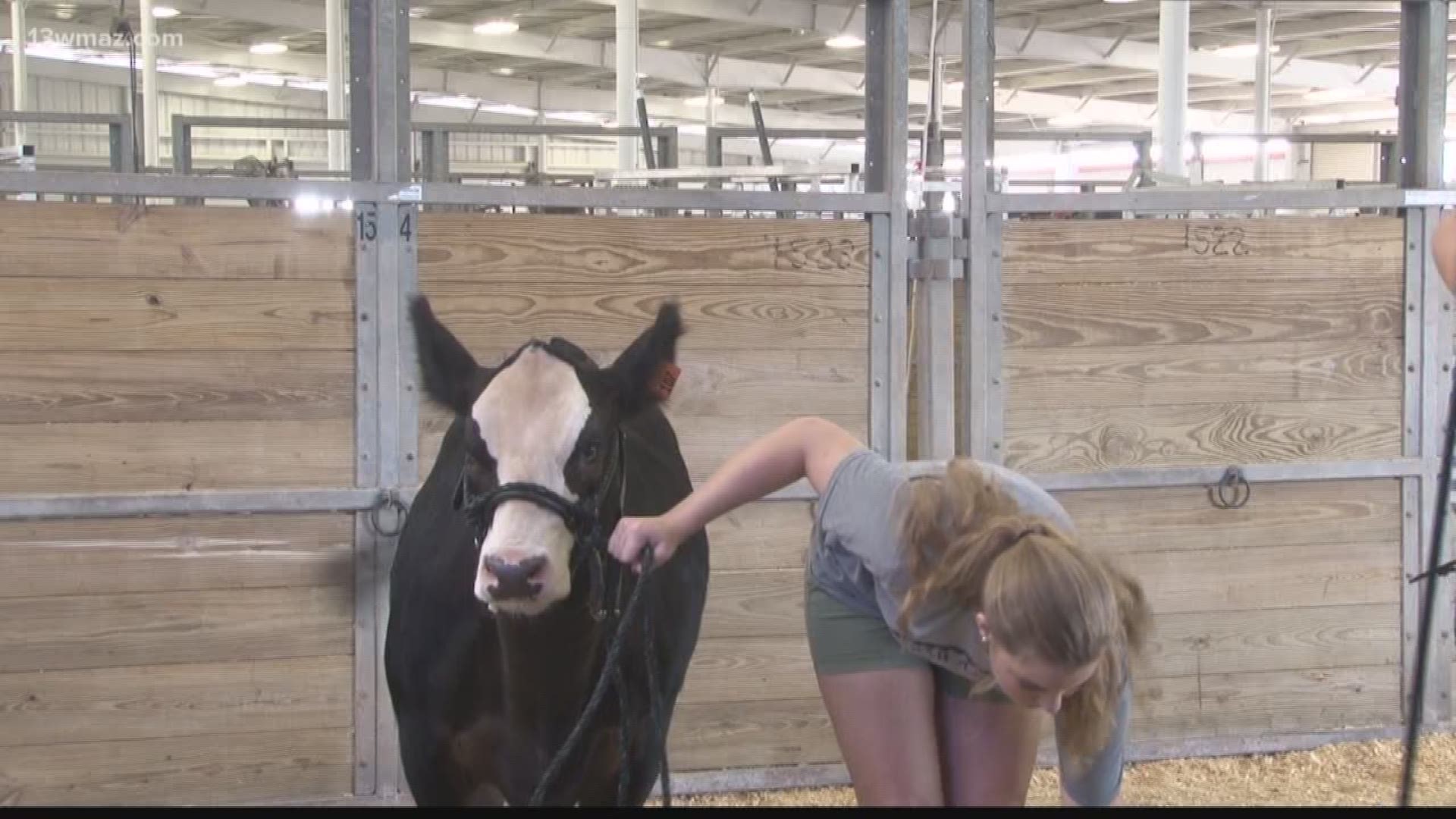 Youth show off cattle at the Georgia National Fairgrounds