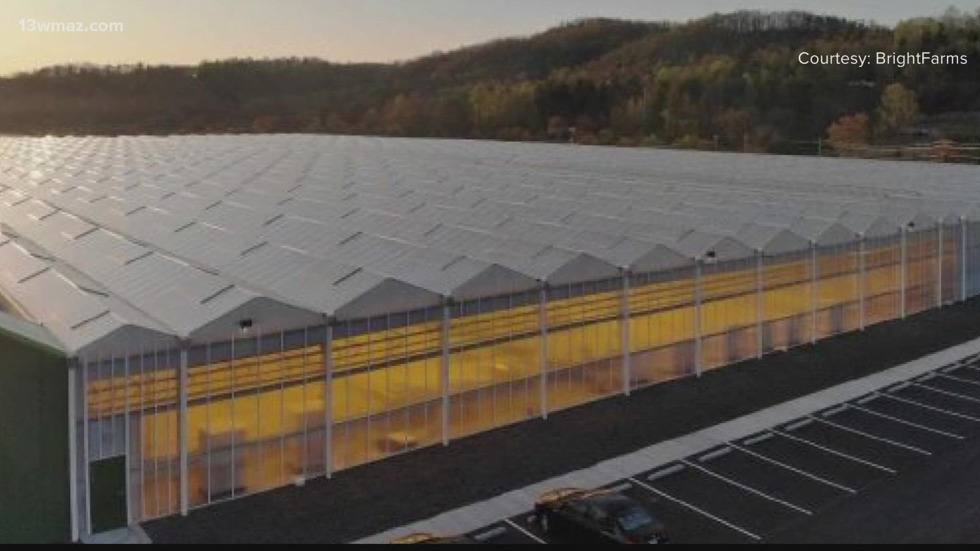 Four giant greenhouses could soon be developed in south Bibb County, bringing along about 300 jobs