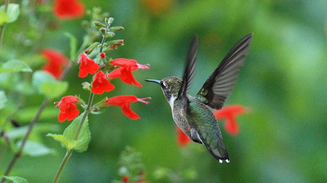 Verify No Georgia S Hummingbird Population Isn T On The Decline 13wmaz Com