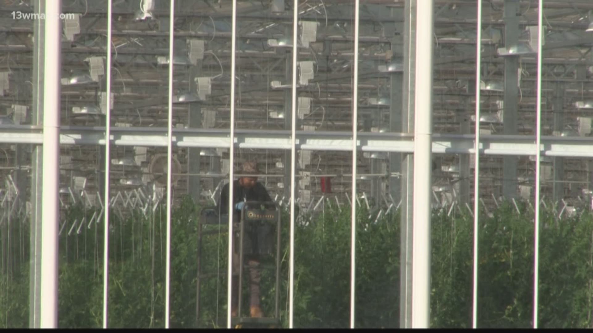 Peach County greenhouse light disturbs neighbors