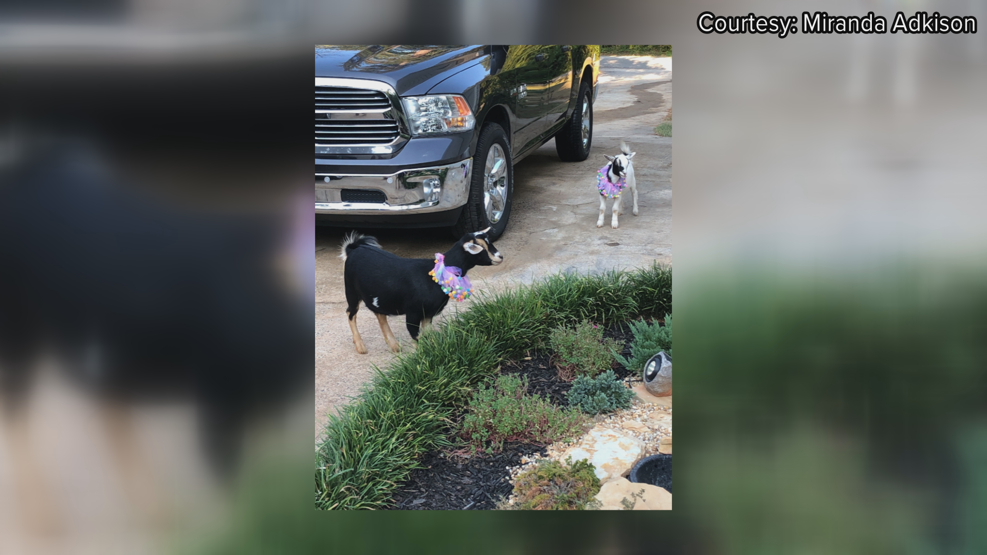 A Jones County family using two goats as emotional support animals has some neighbors concerned.