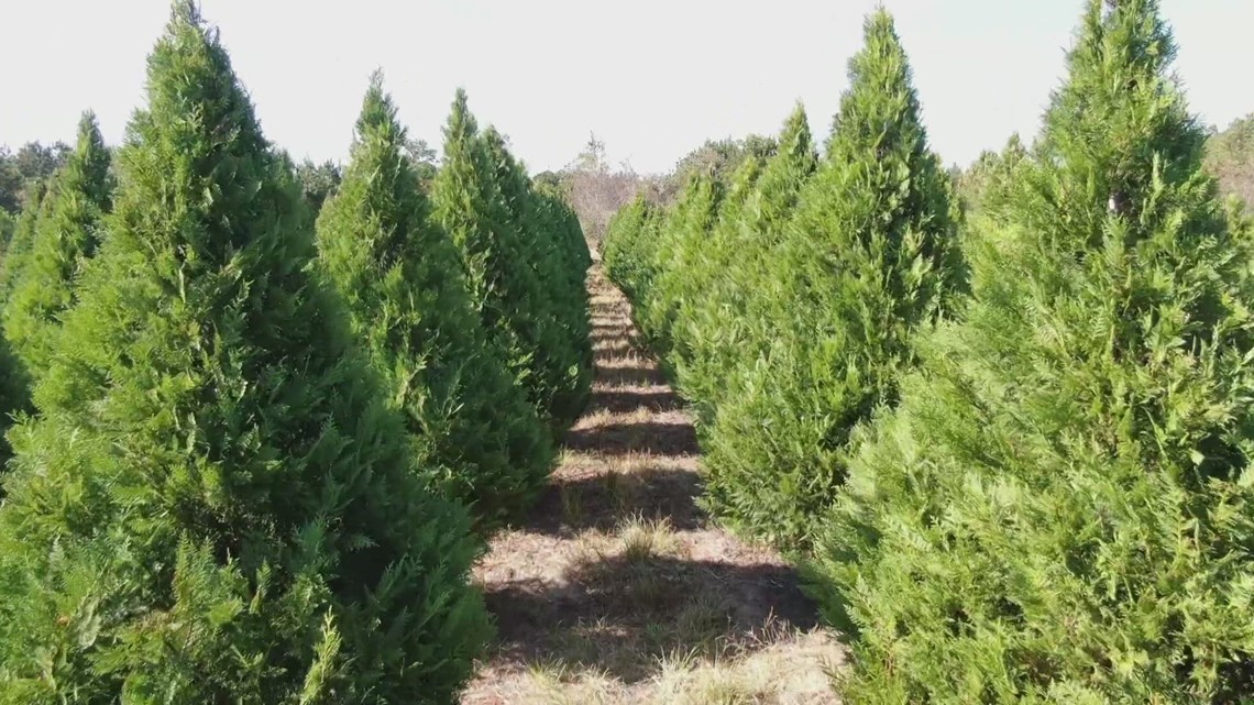 How to make your real Christmas trees