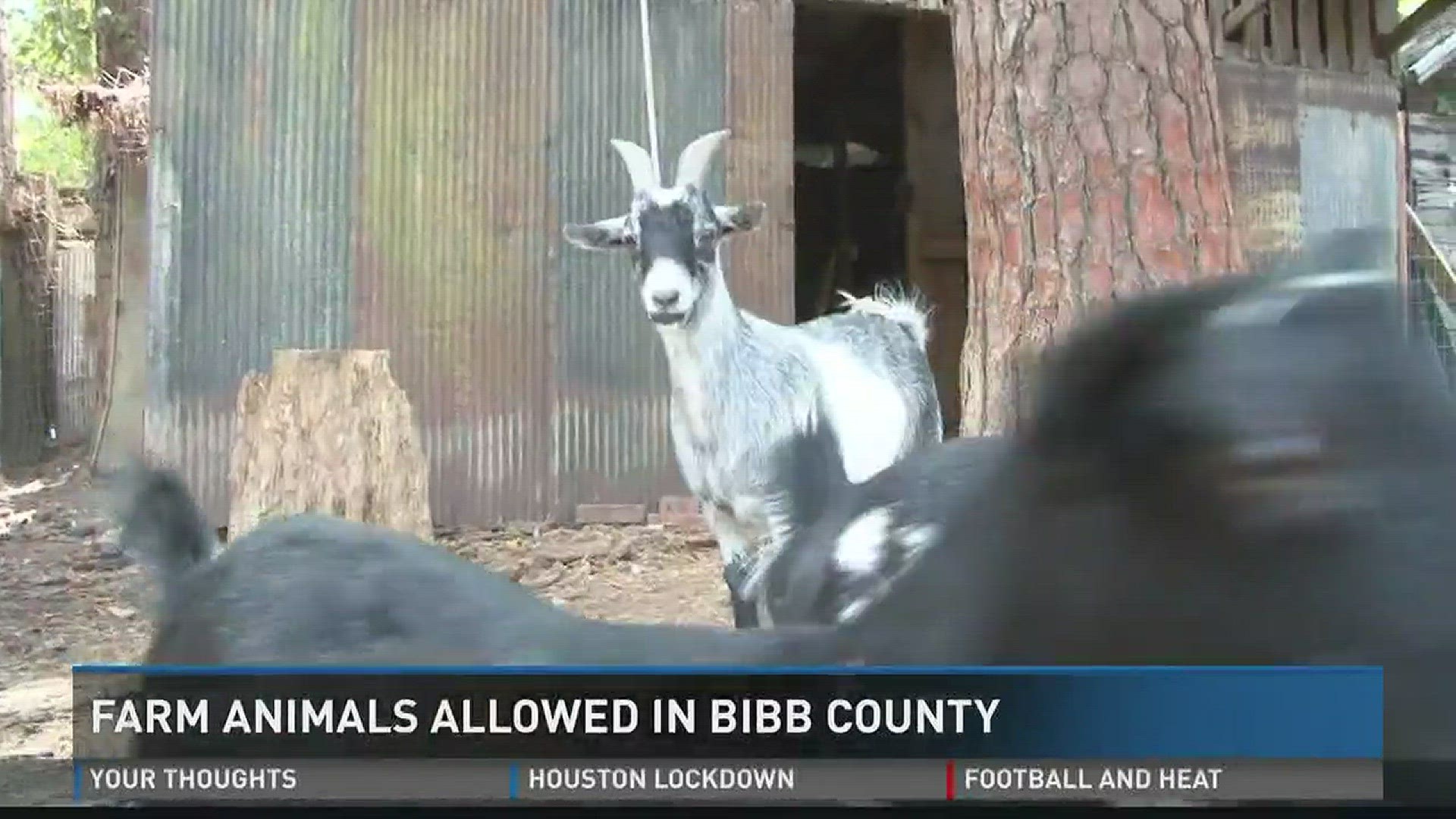 Farm animals allowed in Bibb County