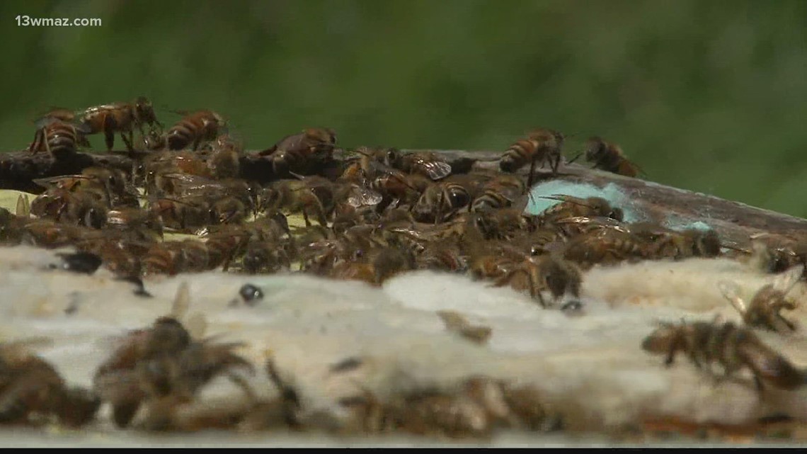Warner Robins becomes state's 17th Bee City USA community - Vimarsana News