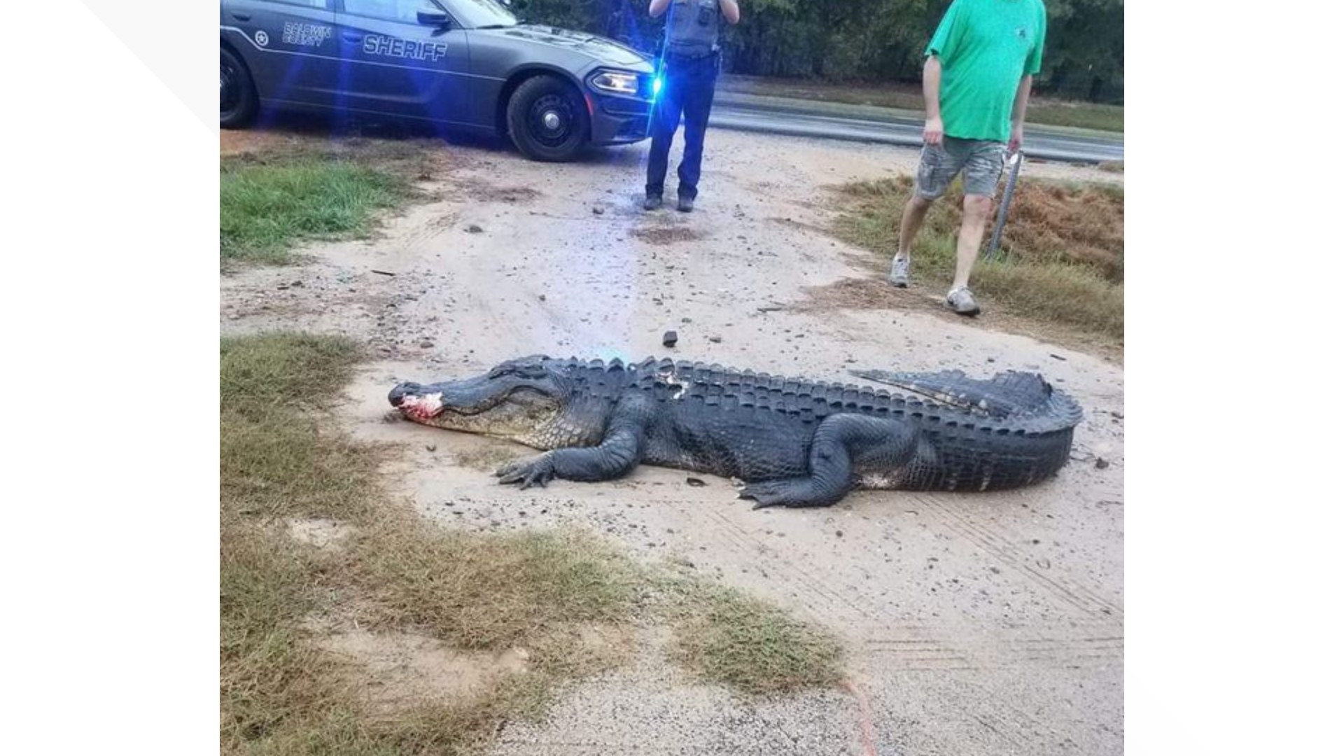Deputy Brandon Towe says a passerby measured the gator, it was 10'6" long.