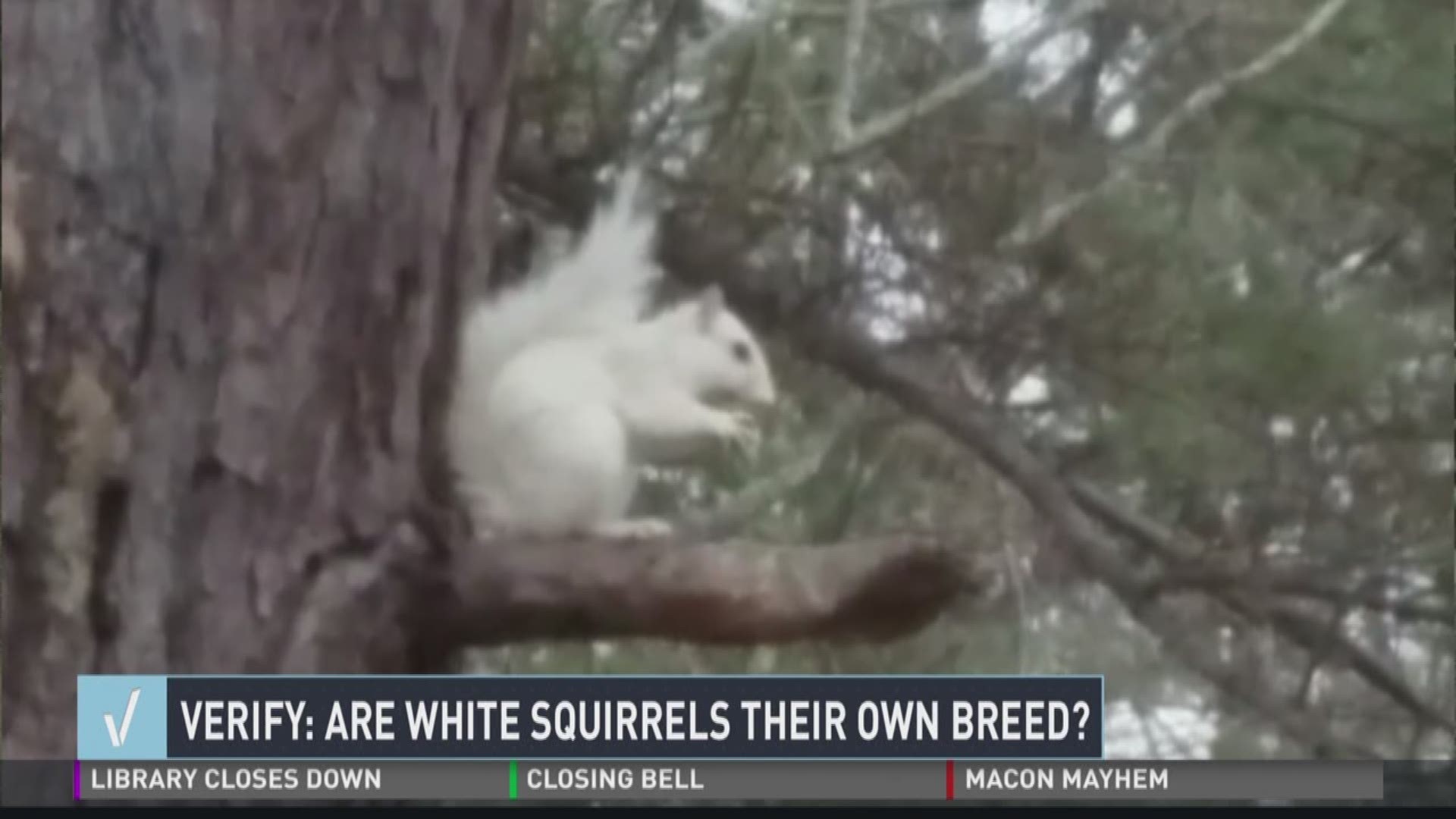 Verify: Are white squirrels their own breed?