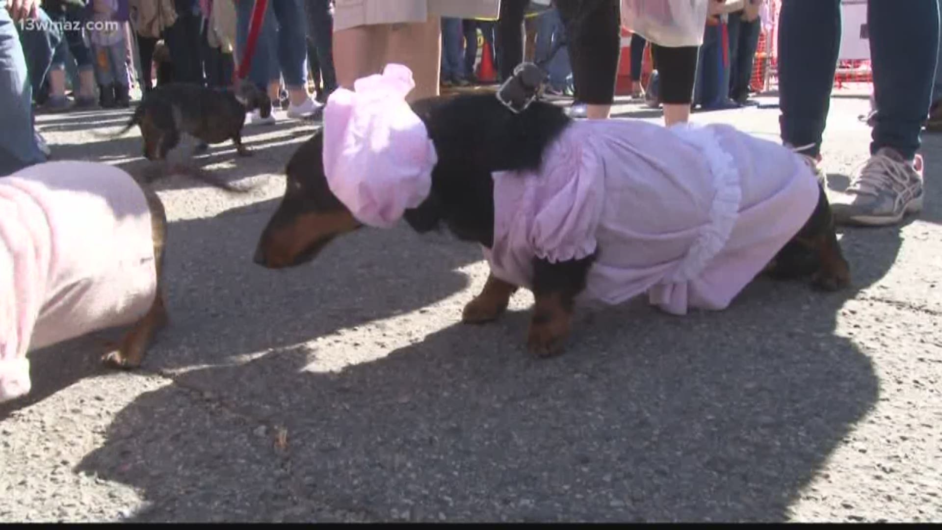 After the Pink Pancake Breakfast, wiener dogs raced in the first ever dog race for the Cherry Blossom Festival. About 49 dogs raced on Saturday morning down Cherry Street.