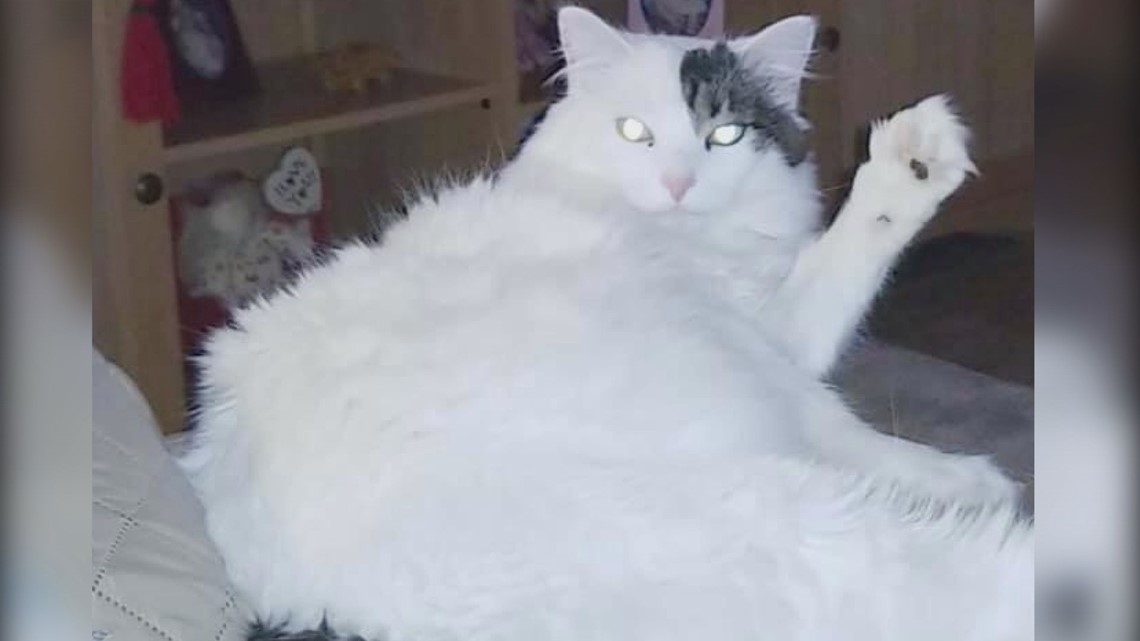 New study shows cats are getting fatter