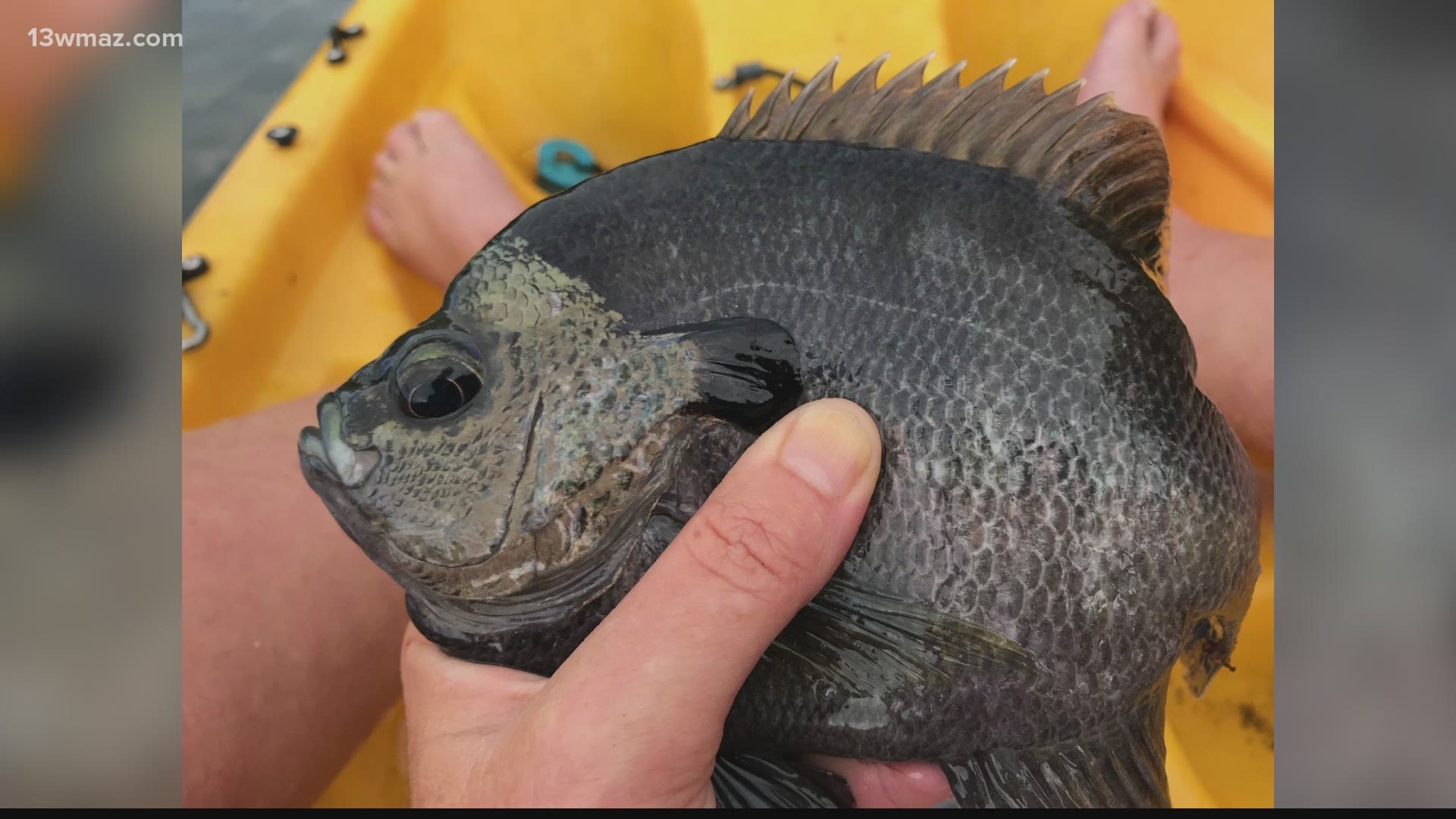 You've probably heard the saying, "It's too hot to fish," but the Department of Natural Resources says if you can take the heat dinner is ready.