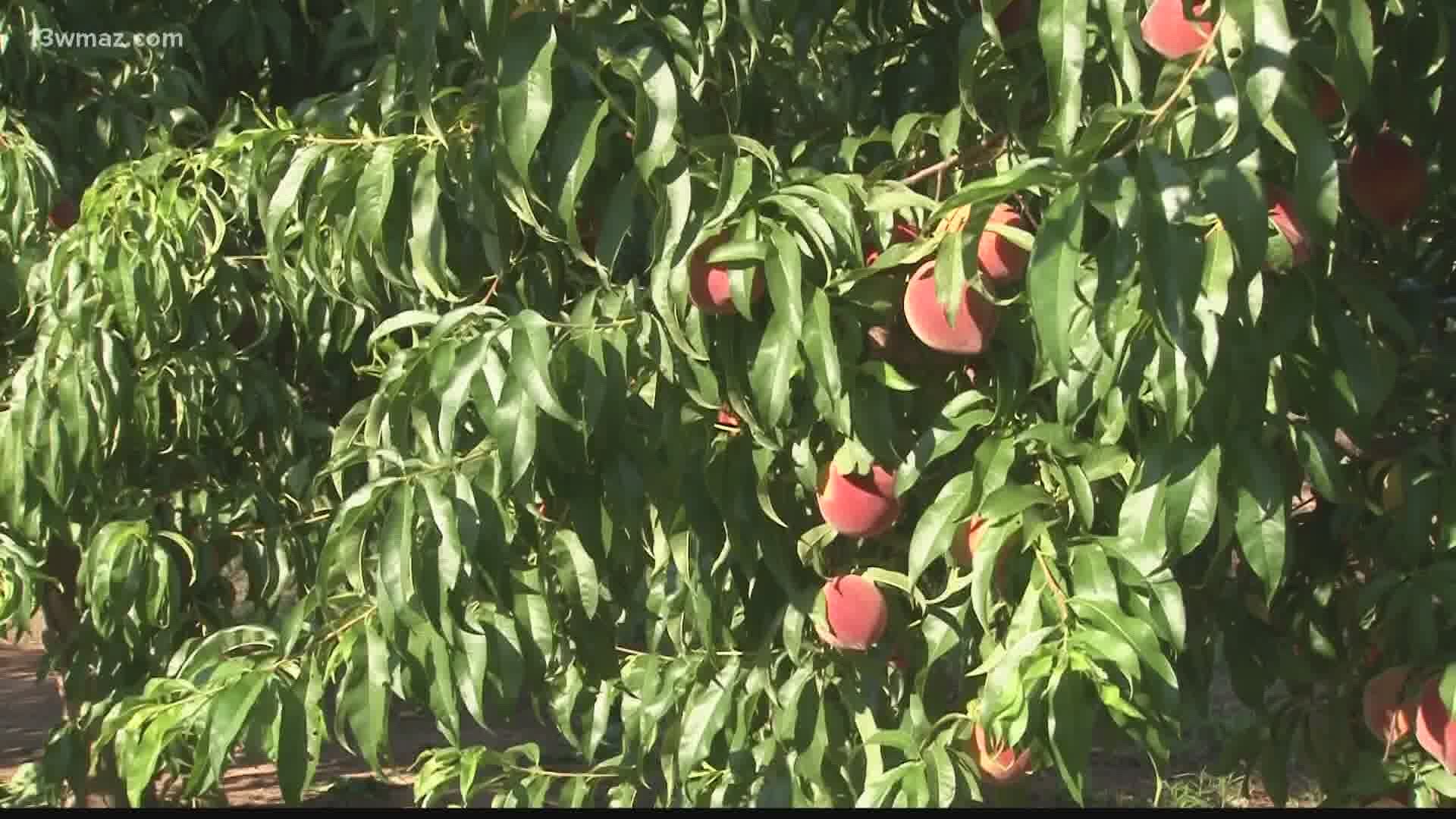 Peach farmers across Central Georgia were nervous about this winter season due to a predicted weather pattern known as La Niña.