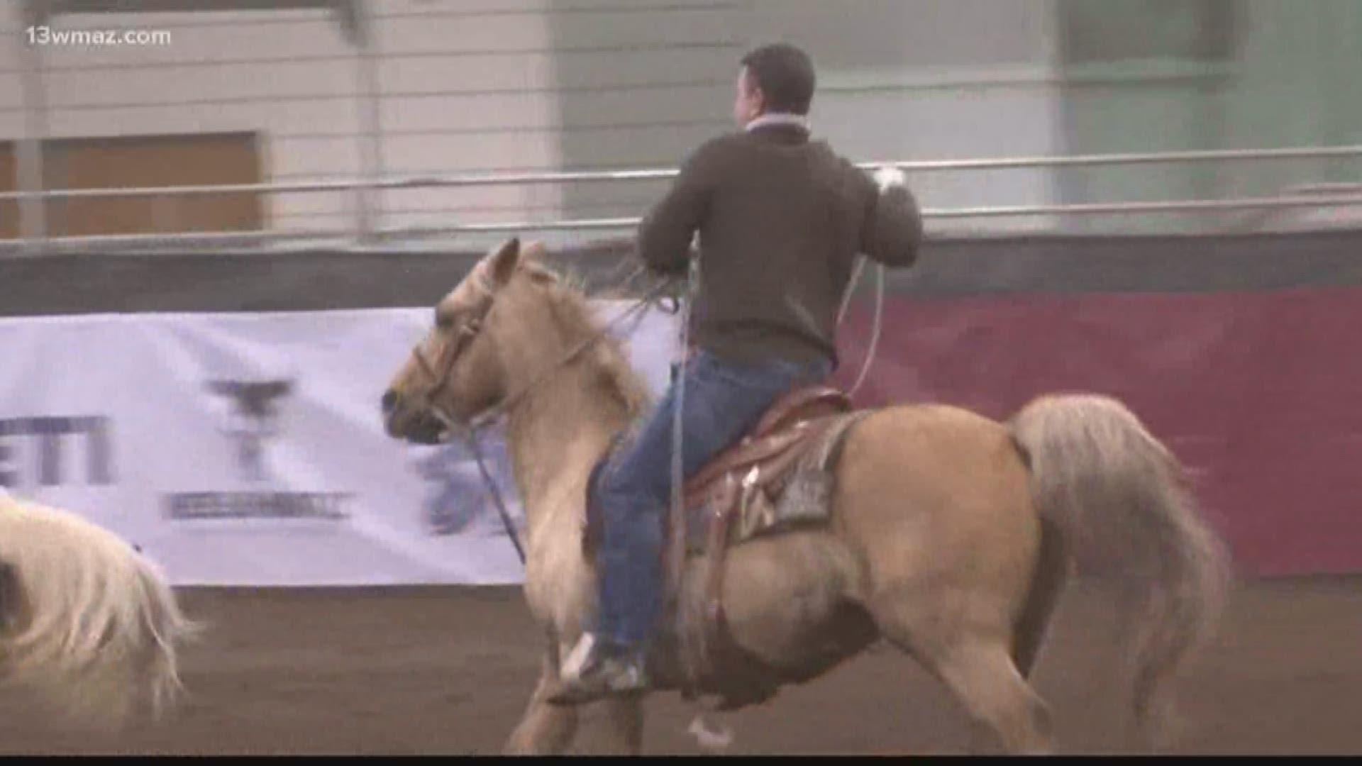 Dozens of teams trotted into the ring where they would, in tandem, try to lasso the front and back legs of cattle.