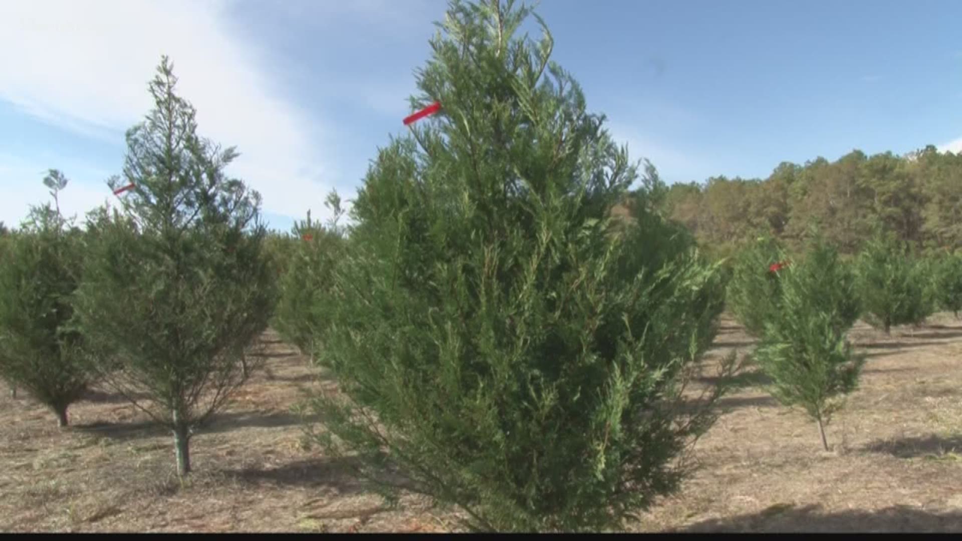 Central Georgia families begin their search for Christmas trees