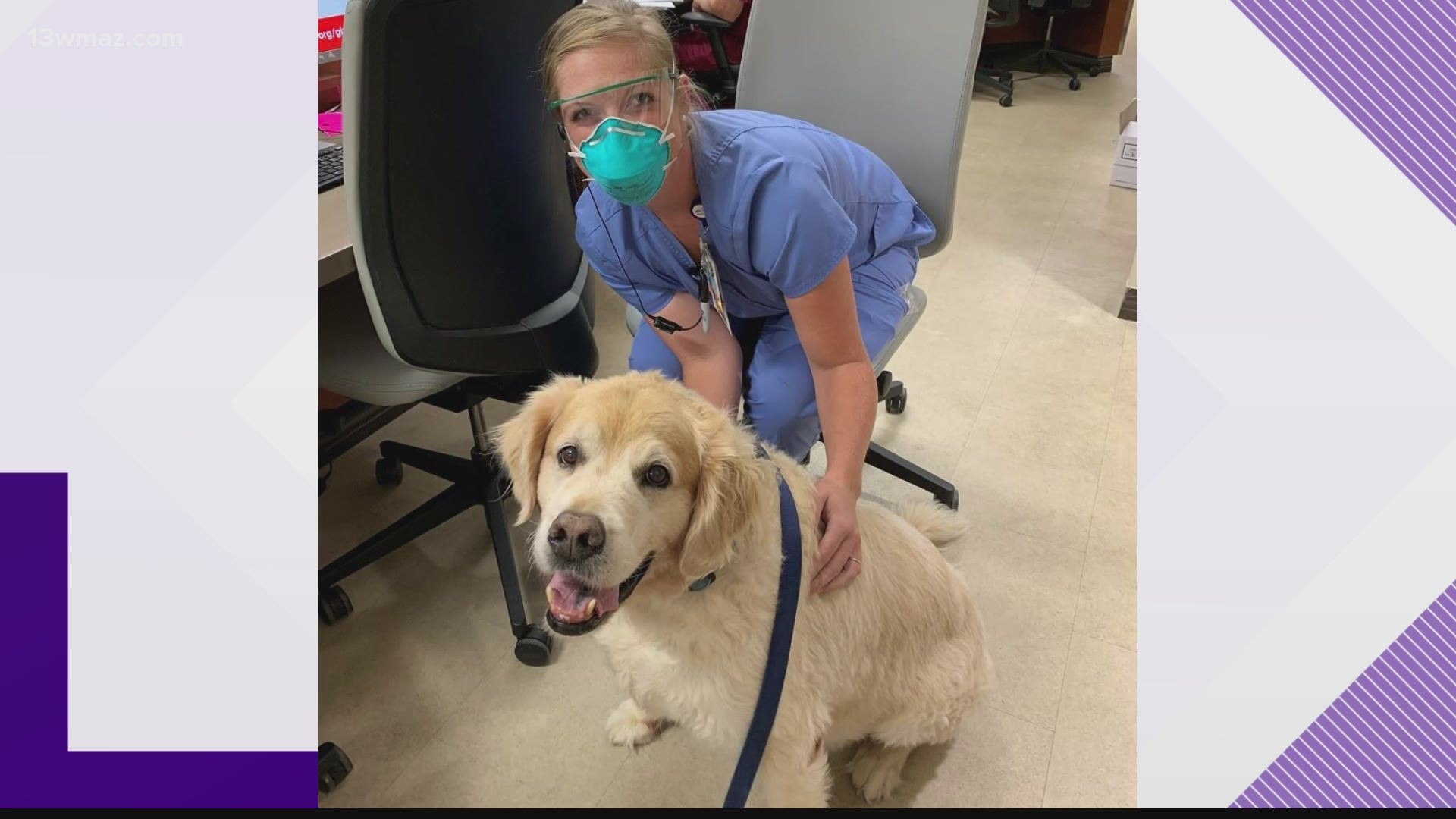 Therapy dog office store visits