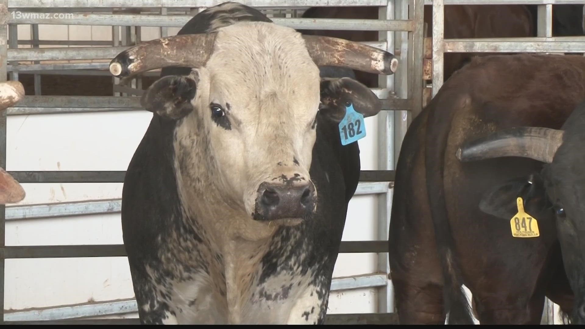 Cowboys and bullfighters will be showing off their skills in Perry.