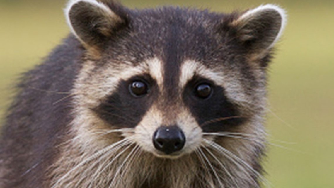 can a raccoon give a dog rabies