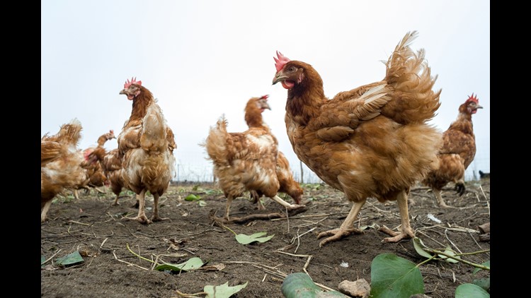 Teen Accused Of Biting Head Off Chicken