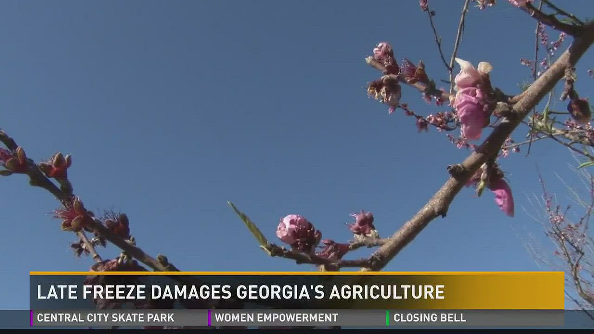 Late freeze damages Ga. agriculture