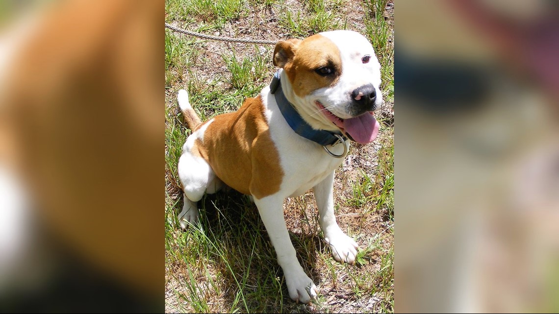 PHOTOS Available dogs at Second Chance Animal Rescue