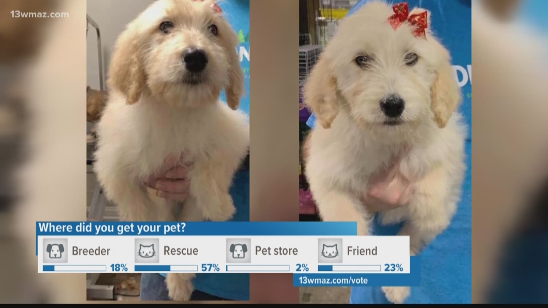 The owners of the Noah's Ark Pet shop on Hartley Bridge Road say somebody broke in and stole two female Goldendoodle puppies.
