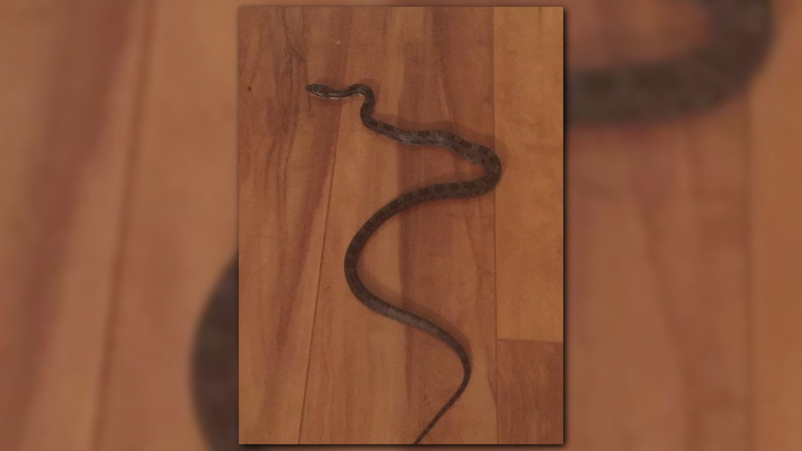 Can You Identify This Snake Here S How 13wmaz Com