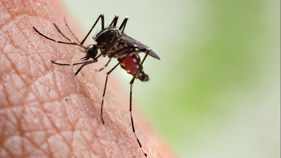 Here are just a few ways to keep the Mosquitoes away this Summer! - Vimarsana News