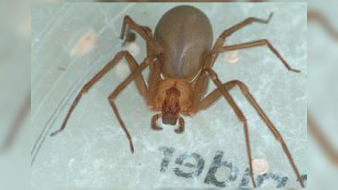 Brown Recluse Spider Bites: What you need to know 