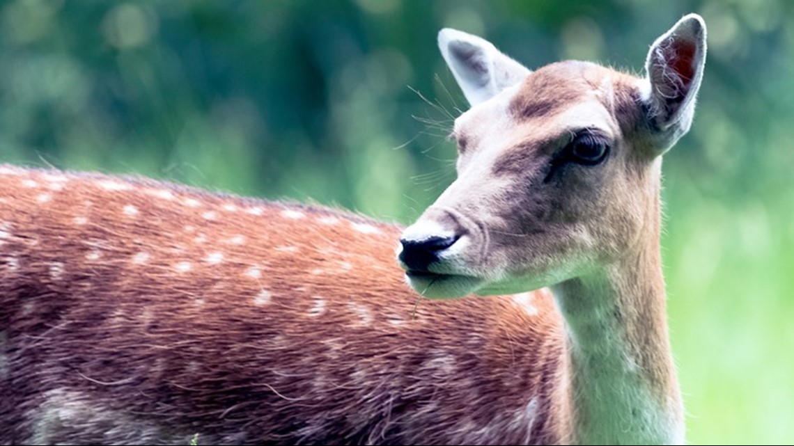 are deer afraid of dogs