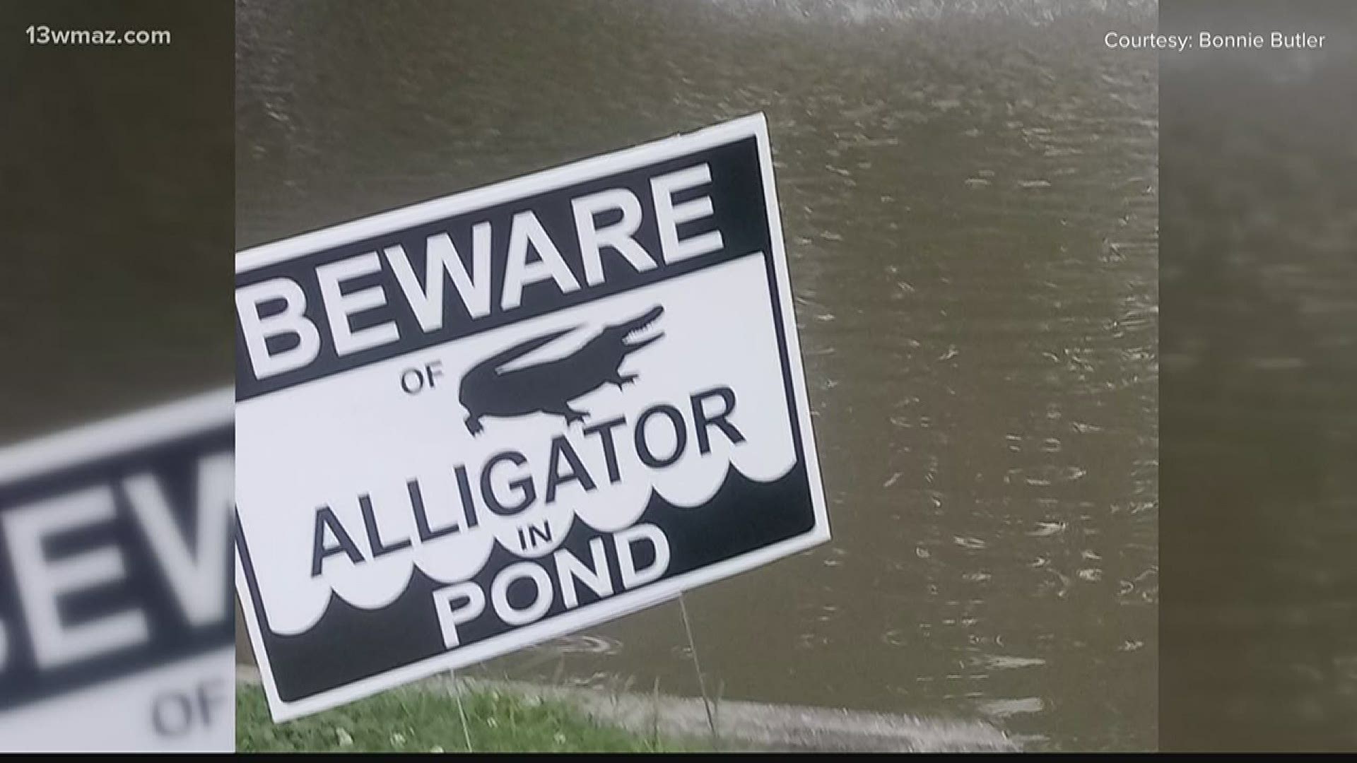 The gator was about four feet long, according to Nuisance Wildlife Trapper Bill McLean.
