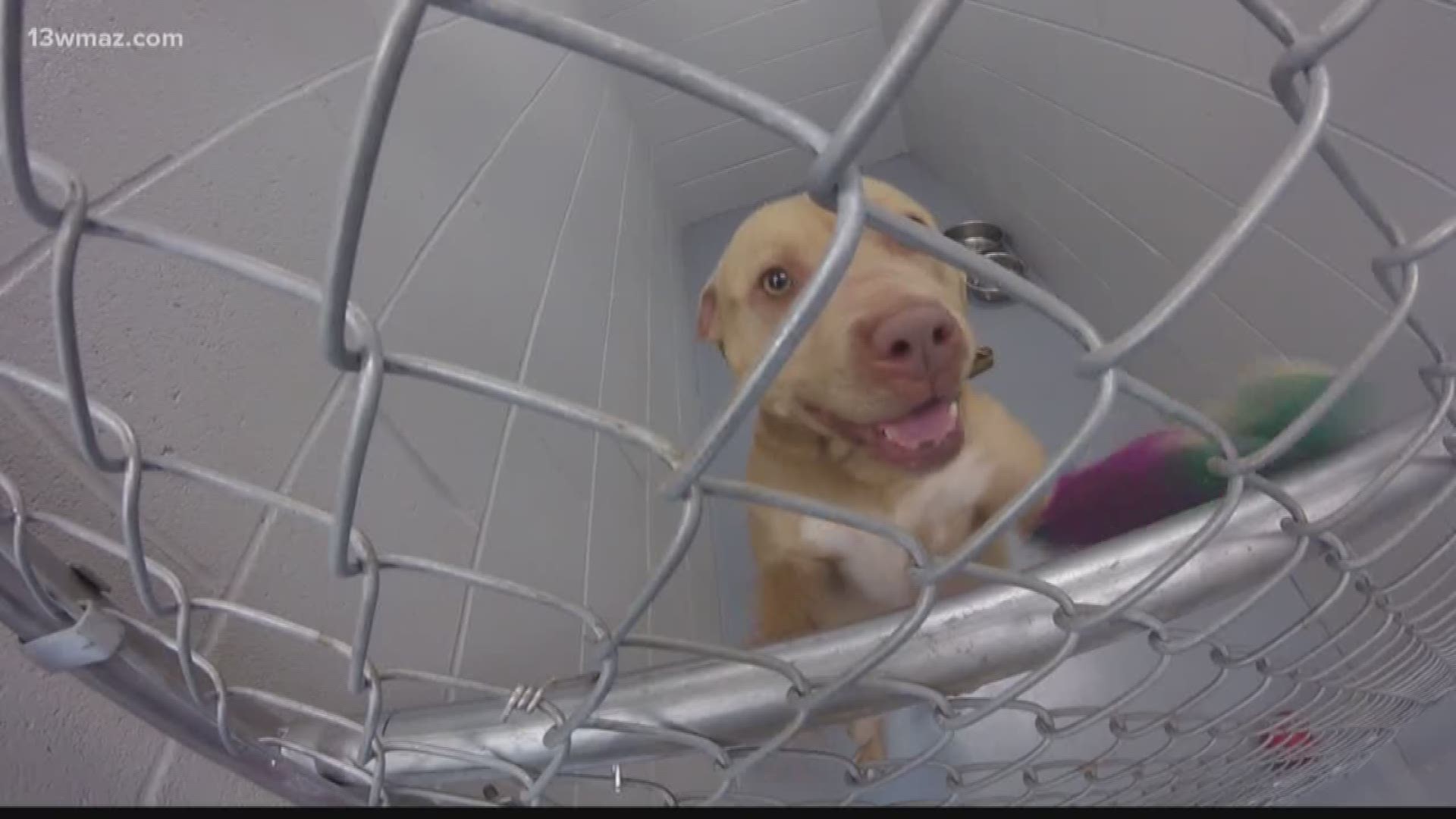 Jones County animal shelter gets a new building