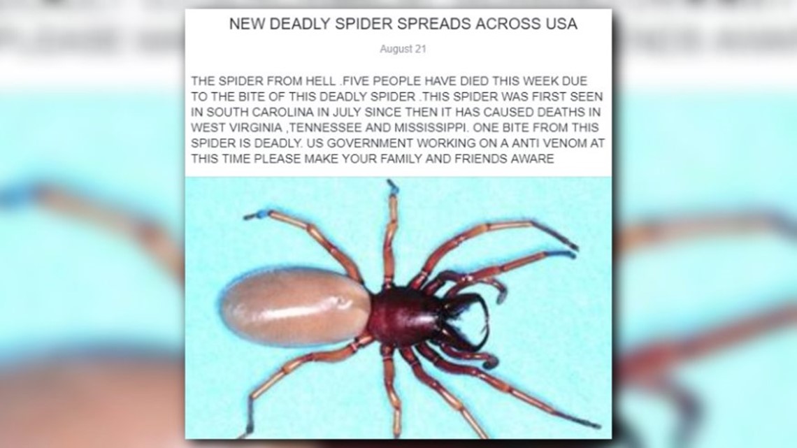 Did a 'New Deadly Spider' Species Kill Several People in the U.S. in the  Summer of 2018?