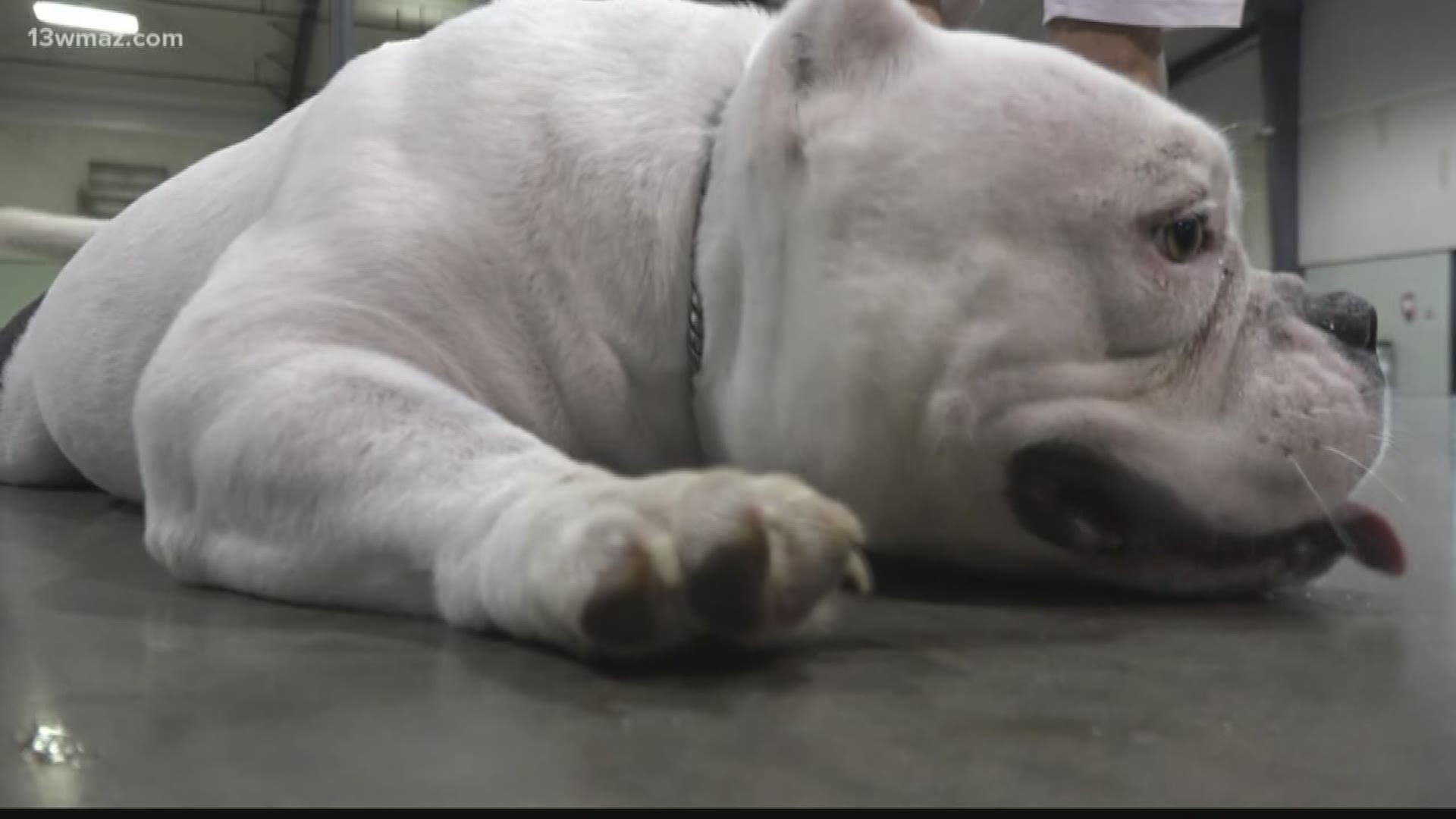 Sometimes pitbulls get a 'bad rap.' A group hosted an event at the Georgia National Fairgrounds in Perry to educate people about the American Pitbull Bully.