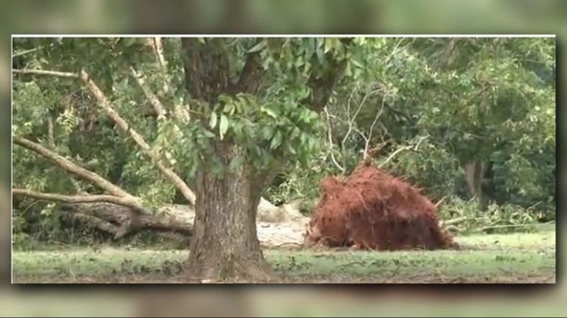 A look back at Irma Fort Valley pecan farmer loses 30 of his crop