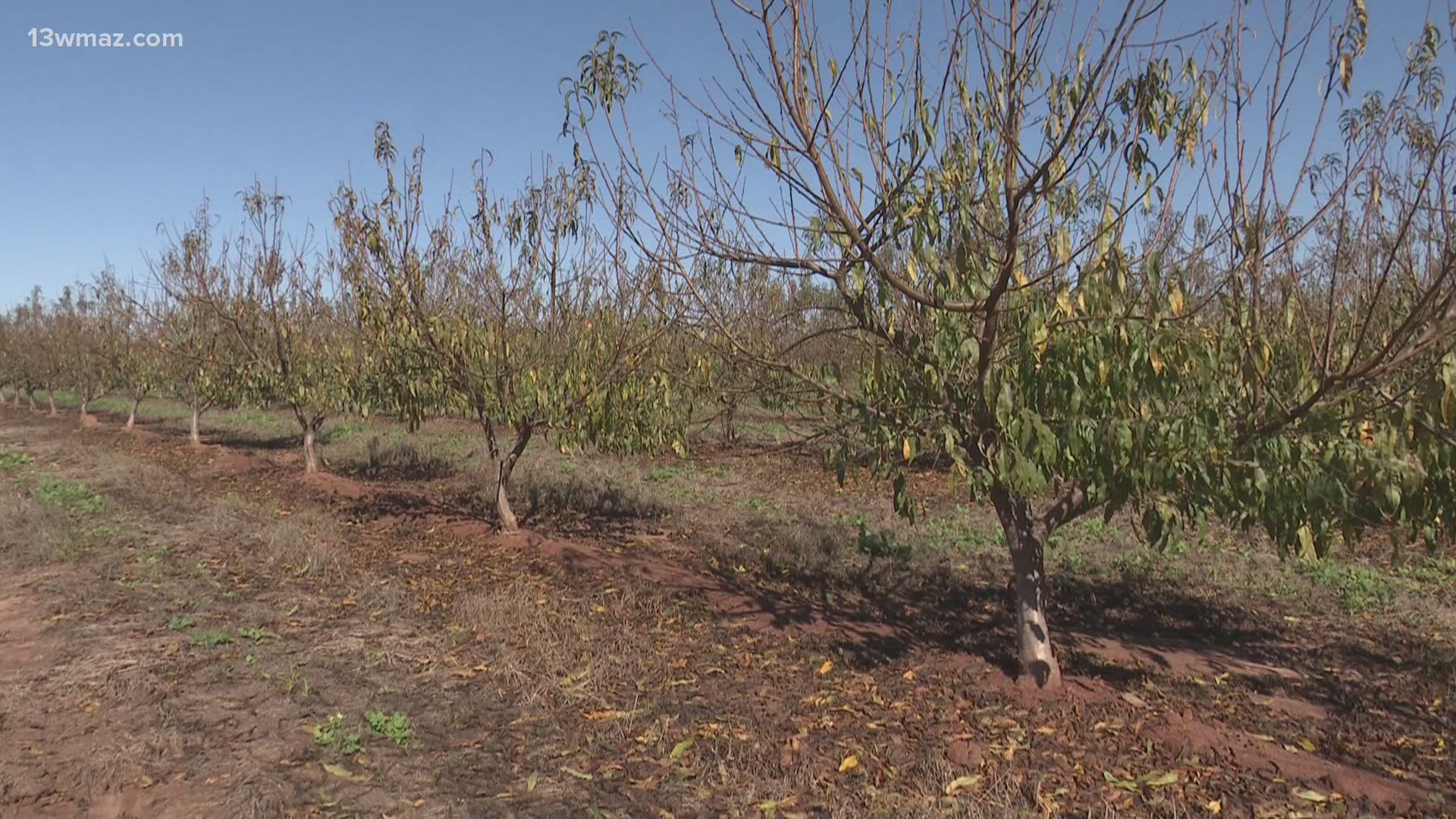 The department of agriculture says if you see the bugs, you should kill the bugs.