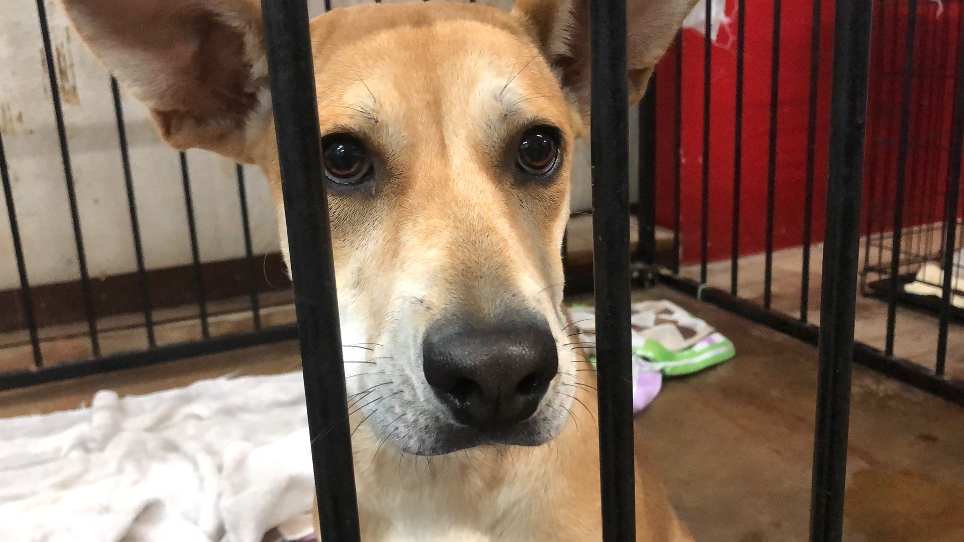 'They are being forced to euthanize' Central animals shelters