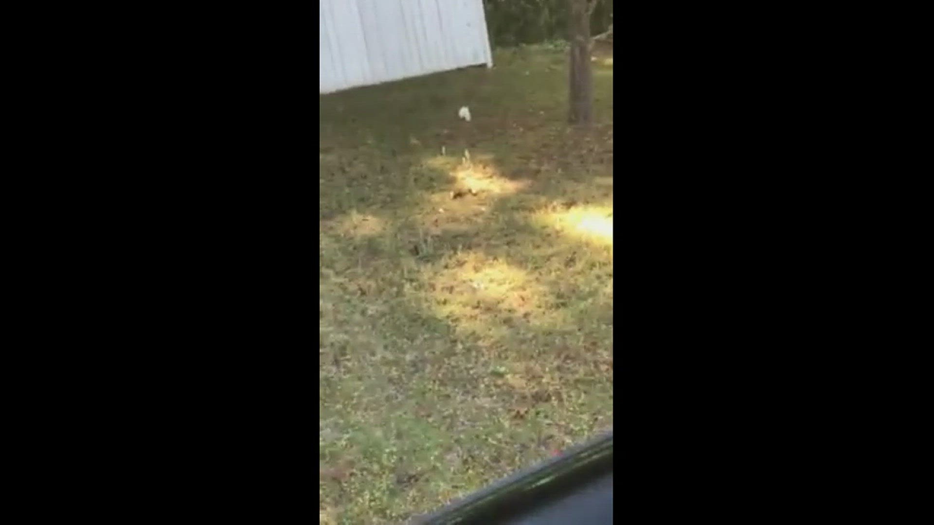 Aaliyah Giddens shared this video with us of a white squirrel she saw in Warner Robins.