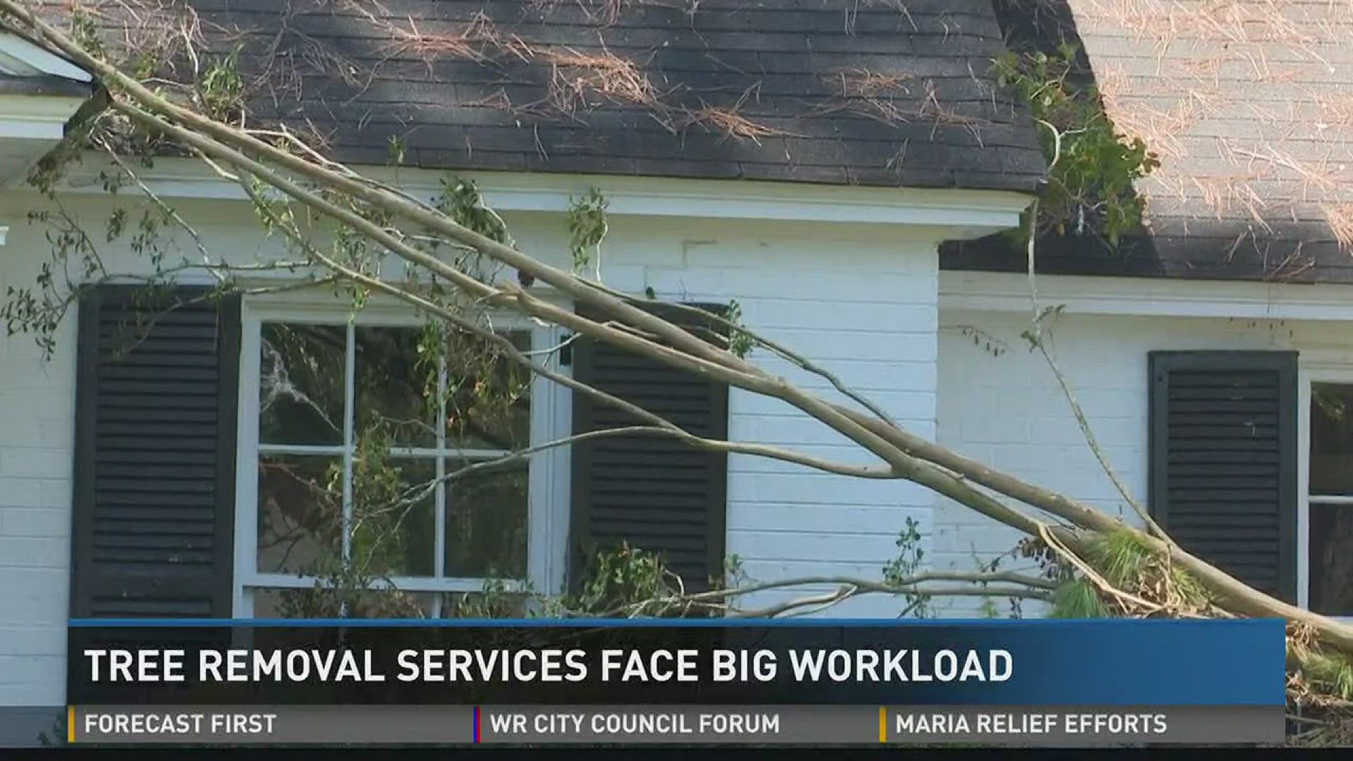 Tree removal services face big workload