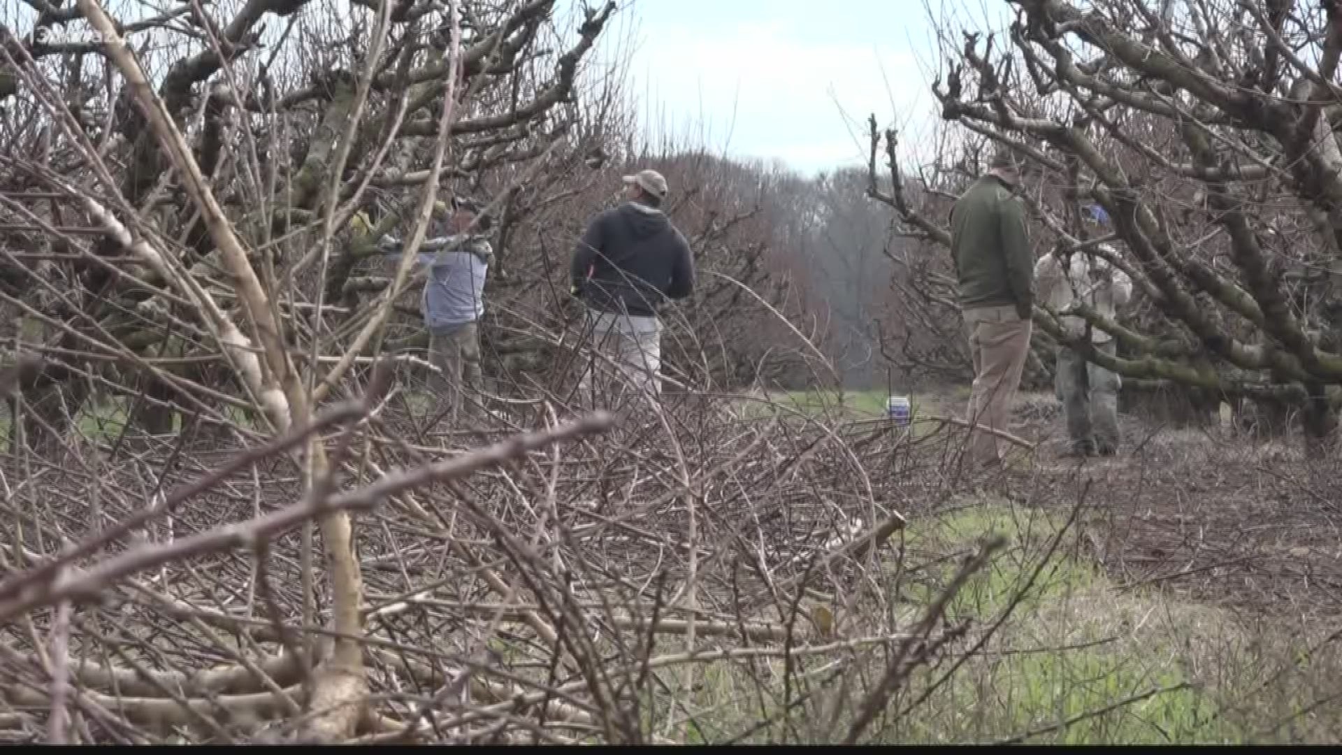 Dickey Farms prepares for another peach season