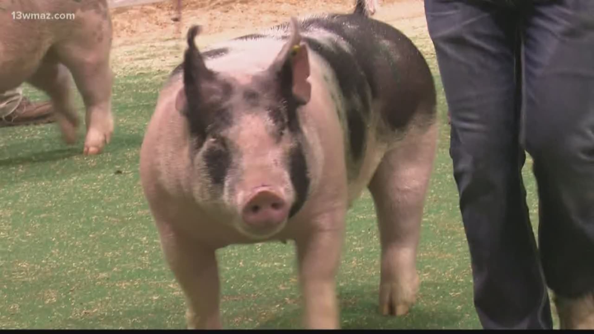 The National Swine Registry held their annual show Saturday, and more than 1,200 live swine were shown off at the event.