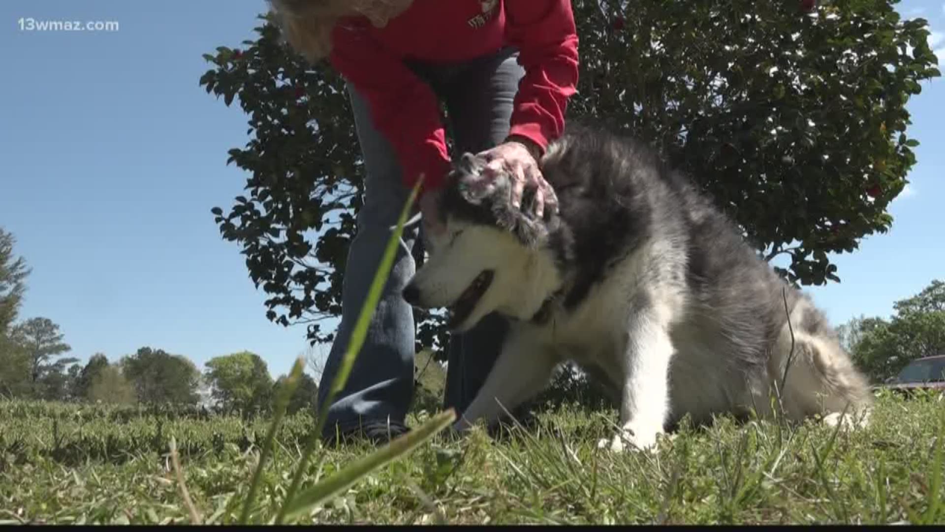 The city of Forsyth is working on expanding their park near downtown. The first step is a new dog park. Ensley Nichols tells us what one Forsyth dog owner thinks about the new spot for their canine friends to socialize.