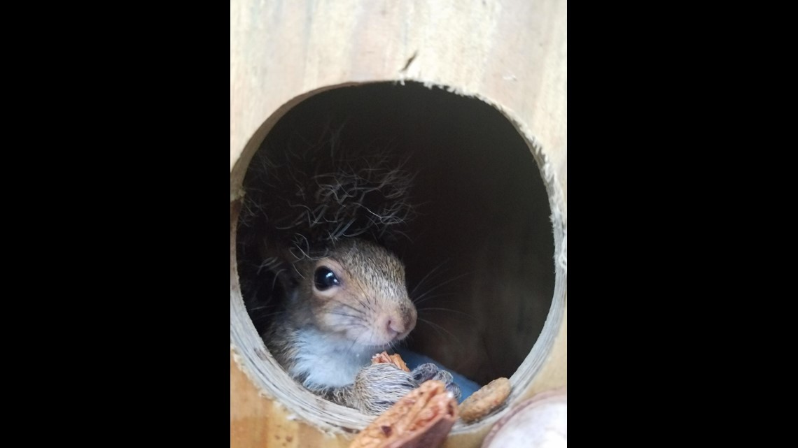 Irwinton woman rescues squirrel whose nest was destroyed by Michael