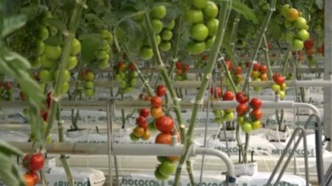 Inside the Peach County Pure Flavor greenhouse | 13wmaz.com