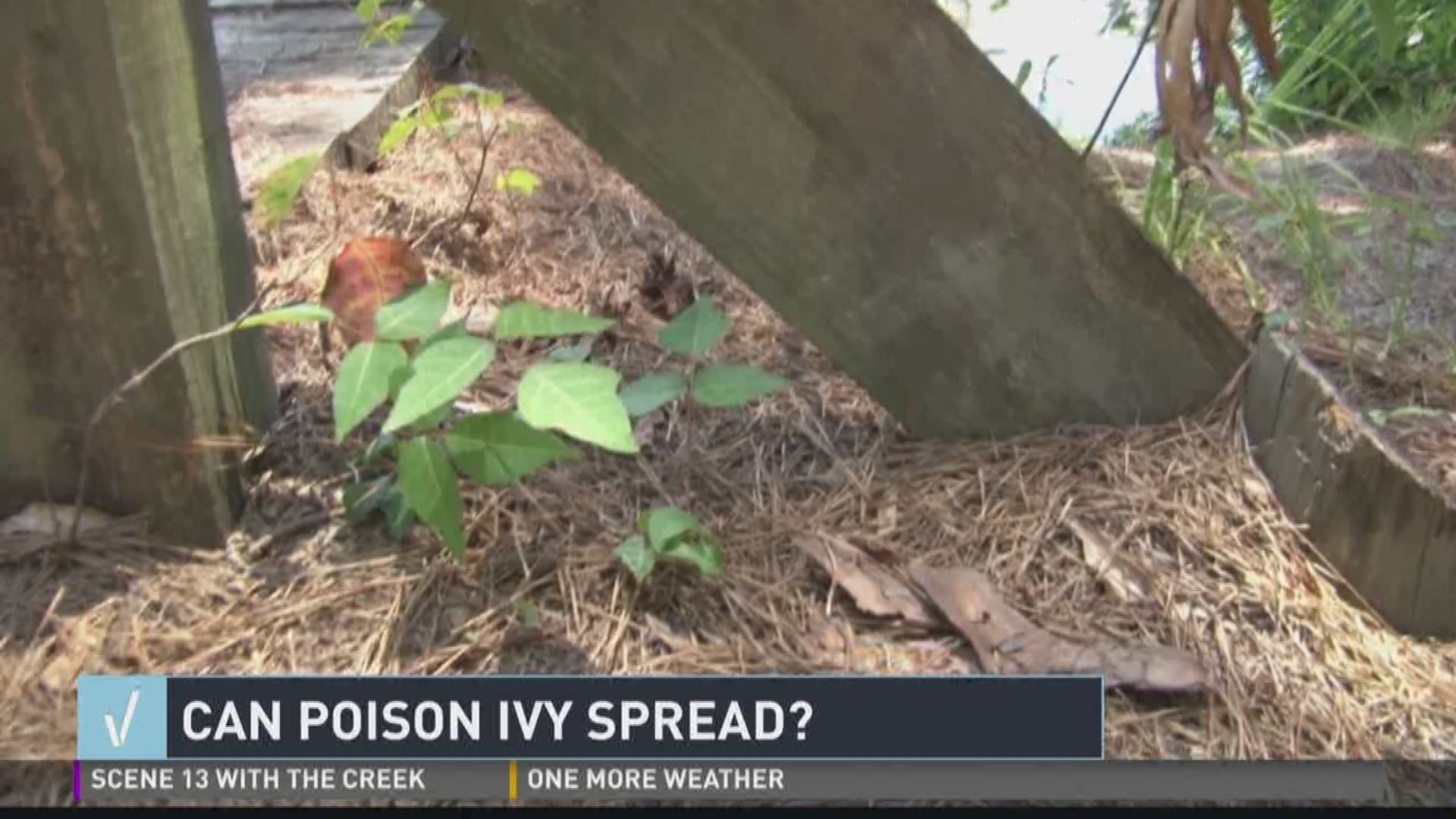 Verify How Does Poison Ivy Spread?