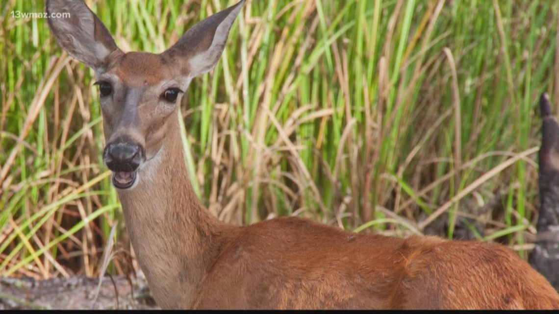 Deer Collisions More Common As Mating Season Approaches | 13wmaz.com